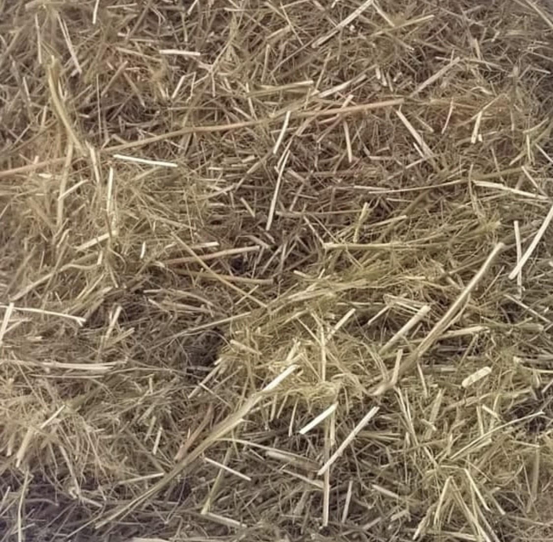 Stems Removed from Threshed Hemp Plants